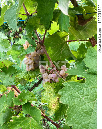 Golden Grapes Across Alsace Vineyards Golden Grapes Across Alsace Vineyards 131231721