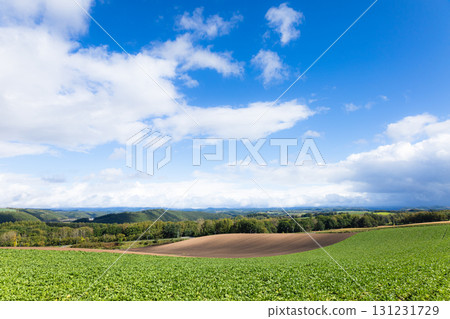 秋天的北海道美瑛町，藍天白雲下，景色壯麗 131231729