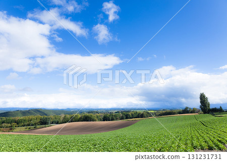 The majestic scenery of Biei Town, Hokkaido in autumn under the clear blue sky The majestic scenery of Biei Town, Hokkaido in autumn under the clear blue sky 131231731