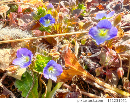 波斯Speedwell 波斯Speedwell 131231951