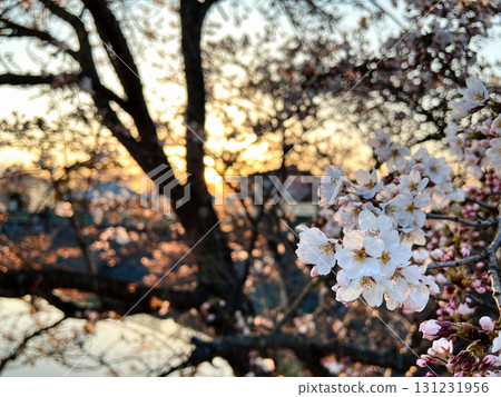 A moment of cherry blossoms dyed in the setting sun 131231956