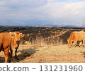 Herd of red cows on the grasslands of Aso (Kumamoto Prefecture) 131231960
