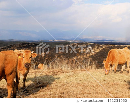 Herd of red cows on the grasslands of Aso (Kumamoto Prefecture) 131231960
