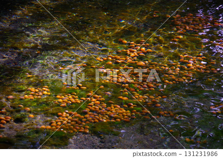 Acorns sinking to the bottom of the river at Fukidashi Park in Kyogoku Town, Hokkaido Acorns sinking to the bottom of the river at Fukidashi Park in Kyogoku Town, Hokkaido 131231986