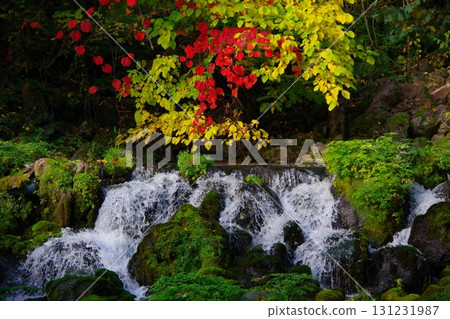 北海道京極町吹出公園的泉水和秋葉 北海道京極町吹出公園的泉水和秋葉 131231987