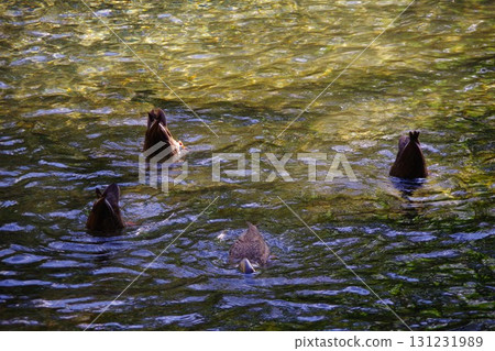 Ducks swimming in the spring water at Fukidashi Park in Kyogoku Town, Hokkaido 131231989
