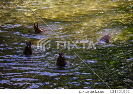 北海道京極町吹出公園的鴨子在泉水中游泳 北海道京極町吹出公園的鴨子在泉水中游泳 131231991