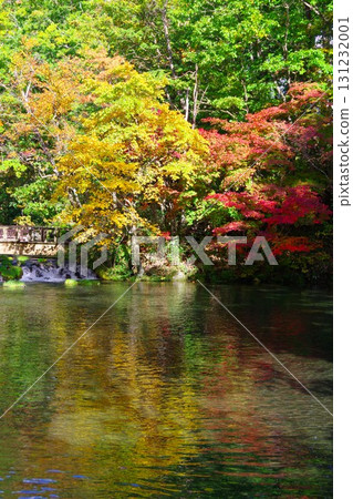 北海道京極町吹出公園的泉水和秋葉 131232001