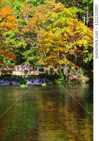 北海道京極町吹出公園的泉水和秋葉 131232003