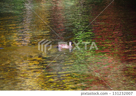 Ducks swimming in the spring water at Fukidashi Park in Kyogoku Town, Hokkaido 131232007