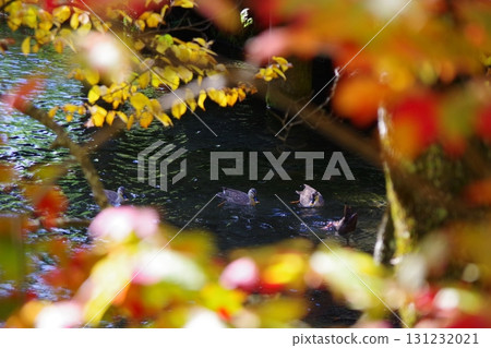 Ducks swimming in the spring water at Fukidashi Park in Kyogoku Town, Hokkaido 131232021