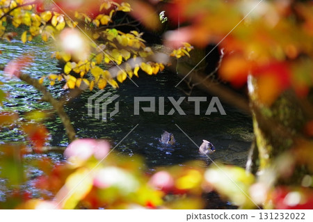 Ducks swimming in the spring water at Fukidashi Park in Kyogoku Town, Hokkaido 131232022