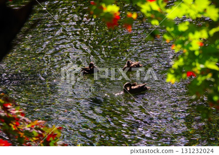 Ducks swimming in the spring water at Fukidashi Park in Kyogoku Town, Hokkaido 131232024