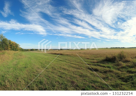 Vast grassland stretching to the horizon beneath a vibrant blue sky with wispy cirrus clouds Vast grassland stretching to the horizon beneath a vibrant blue sky with wispy cirrus clouds 131232254