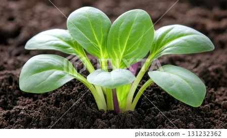 A vibrant young vegetable plant sprouts from rich soil, showcasing healthy, bright green leaves 131232362