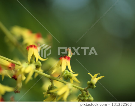 Small and delicate Mokugenji flowers blooming in September 131232563