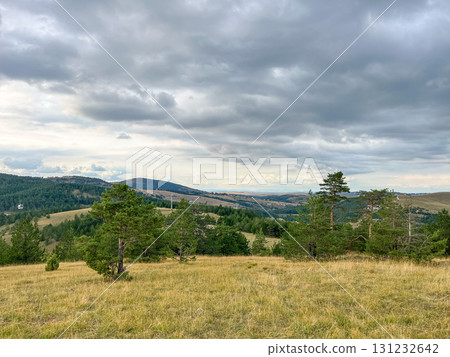 Panoramic view of pine forest on hillside with mountains in the distance under cloudy sky  131232642