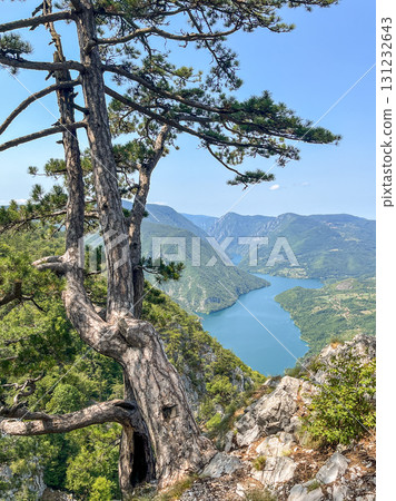 Canyon river meandering among green forested mountains; nature landscape photography  131232643