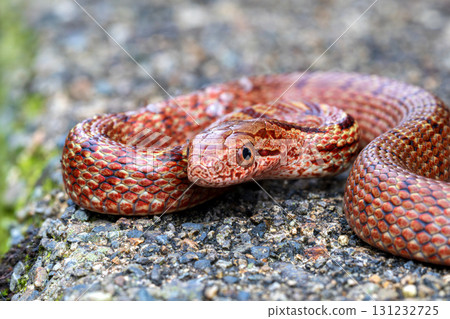 Reddish-brown striped snake (young snake) Reddish-brown striped snake (young snake) 131232725