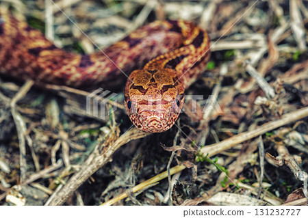 Reddish-brown striped snake (young snake) Reddish-brown striped snake (young snake) 131232727