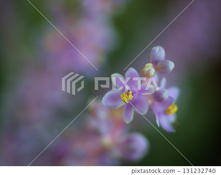 Light purple lily of the valley that began to bloom in September 131232740