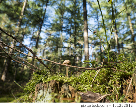 Mushroom growing under a tree in a forest background. Forest near the town of Herstel, Germany 131232812