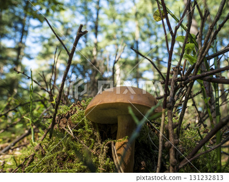 Mushroom growing under a tree in a forest background. Forest near the town of Herstel, Germany 131232813