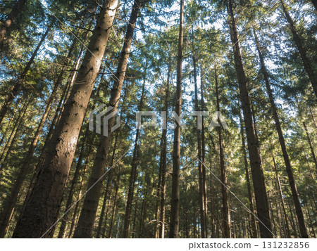 Green forest in Nordrhein-Westfalen, Germany Green forest in Nordrhein-Westfalen, Germany 131232856