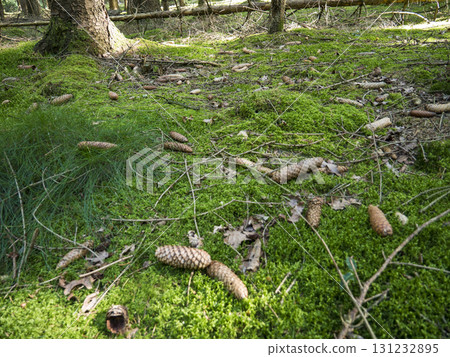 Pine cones on the ground near a pine tree in the forest. Forest near the town of Herstel, Germany 131232895