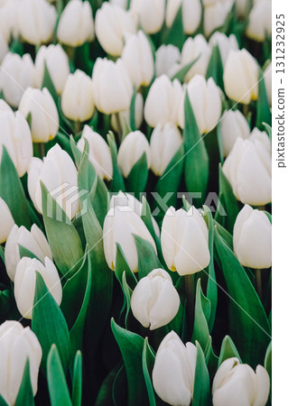 White tulips in full bloom surrounded by lush green leaves create a vibrant floral display, showcasing nature's beauty and elegance in a serene garden setting with a peaceful ambiance 131232925