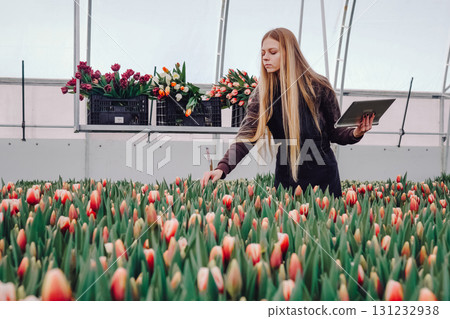 Young woman in greenhouse tending to vibrant tulip flowers while holding tablet, surrounded by colorful blooms and crates, showcasing dedication to floral cultivation and modern gardening techniques 131232938