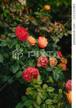 Blooming and withering red and orange roses in garden illustrate beautiful yet poignant cycle of life and death found in nature vibrant tapestry. Vibrant red and orange roses blooming and wilting Blooming and withering red and orange roses in garden illustrate beautiful yet poignant cycle of life and death found in nature vibrant tapestry. Vibrant red and orange roses blooming and wilting 131232963
