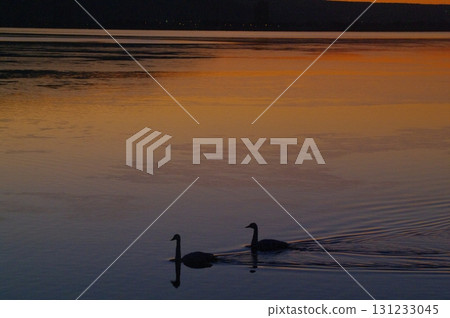 Swans and other water birds head to the feeding grounds before dawn and rush to get their first bite. 131233045