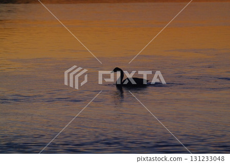 天鵝和其他水鳥在黎明前前往覓食地，爭相覓食。 131233048