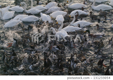 Swans and other water birds head to the feeding grounds before dawn and rush to get their first bite. 131233054
