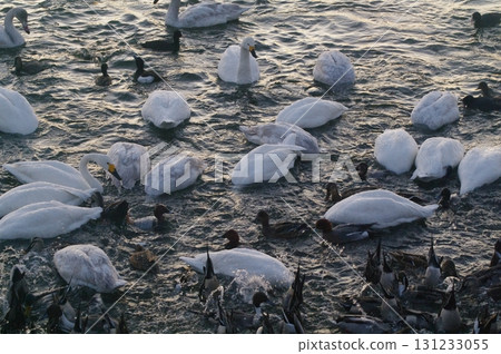 天鵝和其他水鳥在黎明前前往覓食地，爭相覓食。 131233055