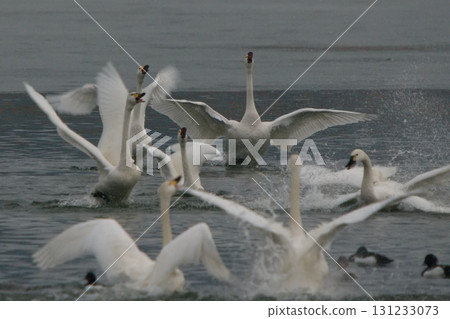 Swans and other water birds head to the feeding grounds before dawn and rush to get their first bite. 131233073