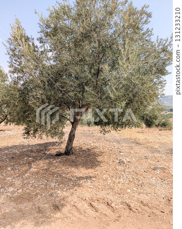 Olive tree in dry Mediterranean landscape Olive tree in dry Mediterranean landscape 131233210