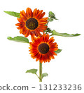 Red sunflower with green leaves, isolated on white background. Decorative sunflower flower. Clipping path. 131233236