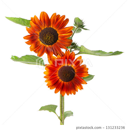 Red sunflower with green leaves, isolated on white background. Decorative sunflower flower. Clipping path. 131233236