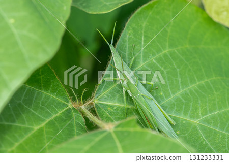 Ovebuta on the grass Ovebuta on the grass 131233331