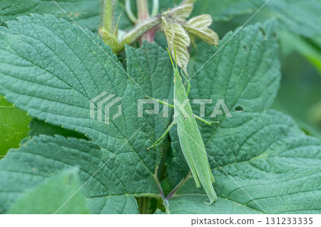 Ovebuta on the grass Ovebuta on the grass 131233335