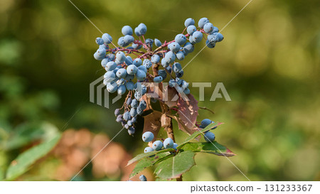A Mahonia aquifolium bush with clusters of blue berries and dark green leaves A Mahonia aquifolium bush with clusters of blue berries and dark green leaves 131233367