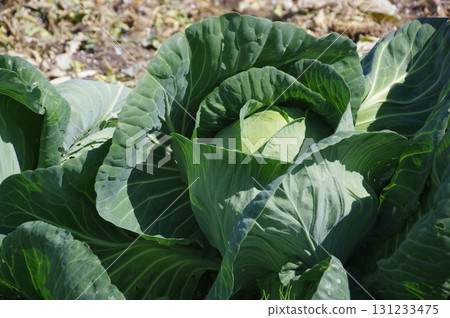 The growth of a round cabbage 131233475