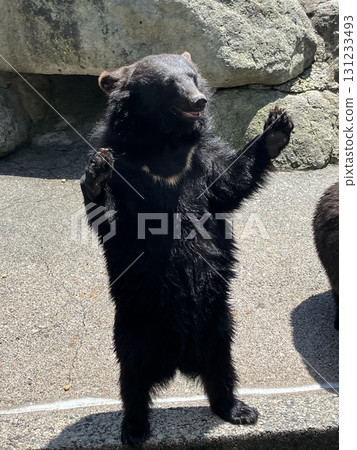 Rising bear 131233493