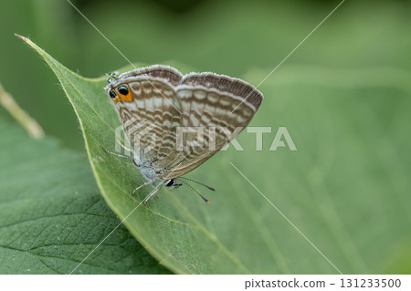 Uranakimi Uranakimi 131233500