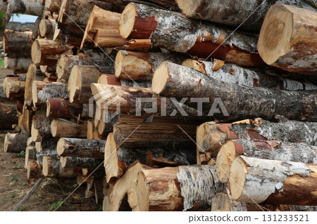 various trees are piled up in a heap after they were cut down 131233521