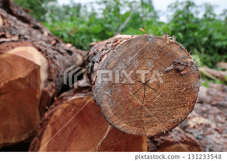 close up of brown sawn log lying at sawmill awaiting transportation 131233548