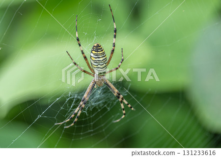 Argiope spider 131233616