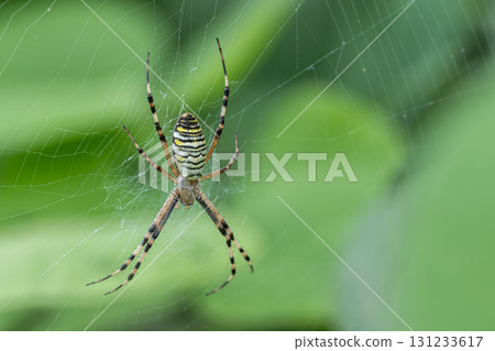 Argiope spider Argiope spider 131233617